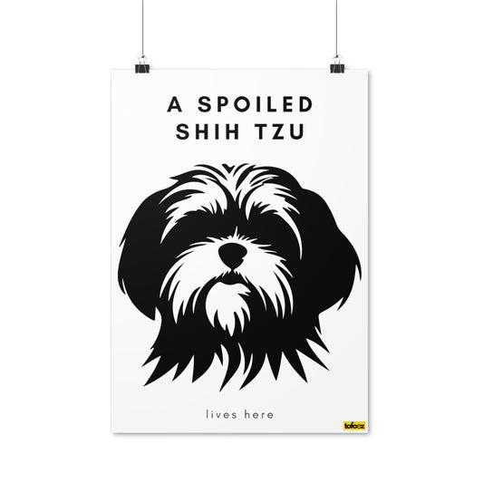 A Spoiled Shih Tzu Lives Here Headshot Poster - Various Sizes